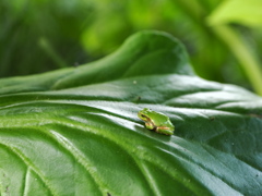 緑と緑