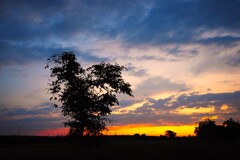 柿の木と夕焼け