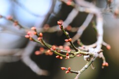 梅ノ木の新芽