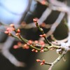 梅ノ木の新芽