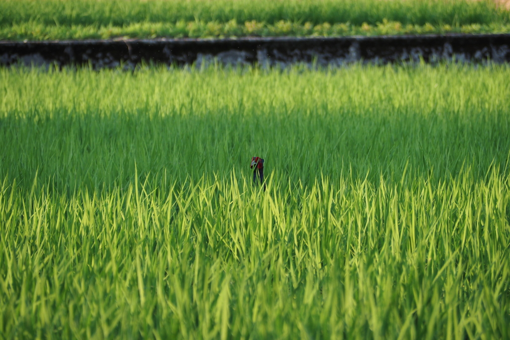 田圃にキジさん