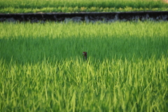 田圃にキジさん