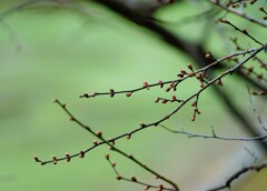 春の芽吹き