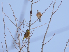 見つめ合うホオジロとカワヒラ
