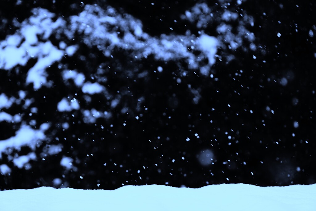 春雪
