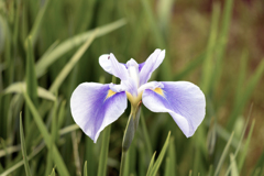 菖蒲②