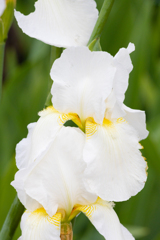 庭の花 その2
