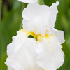 庭の花 その2