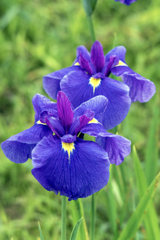菖蒲①
