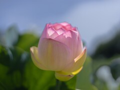 華蓮