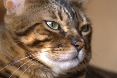 黄昏れてる猫