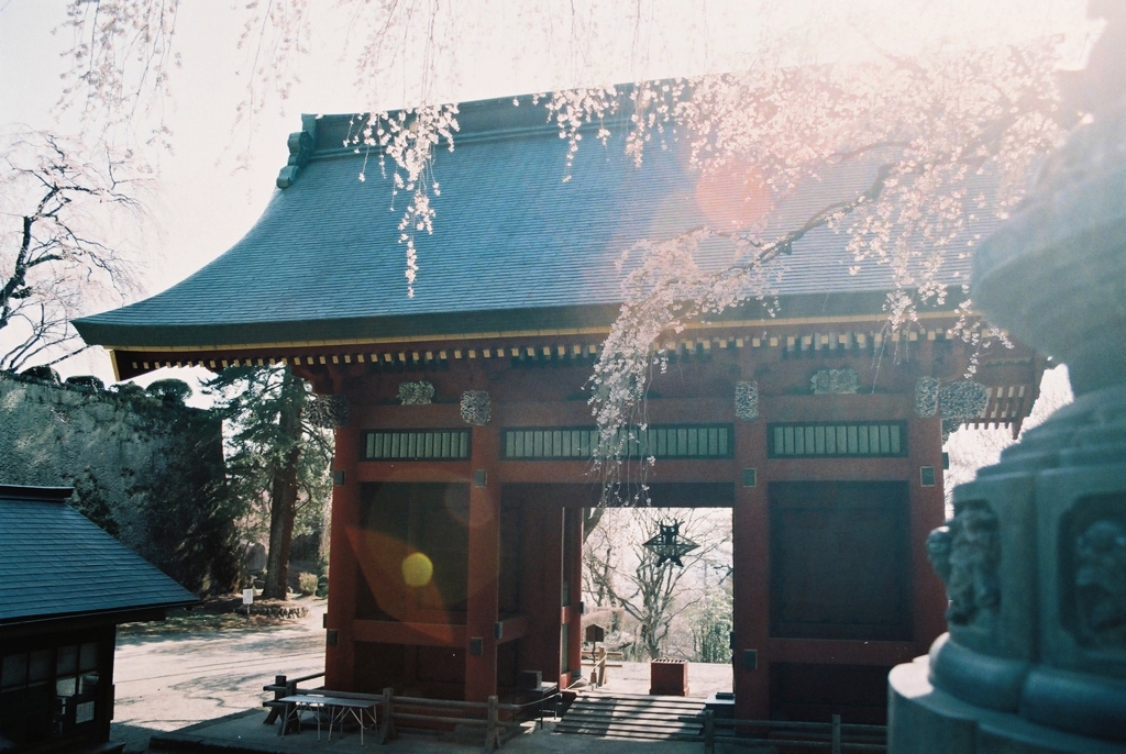 桜 門