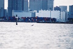 お台場の海