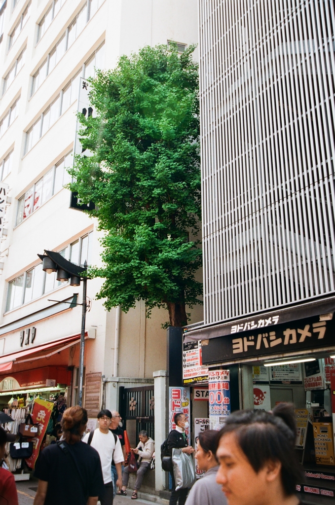 この木だけが知っていること