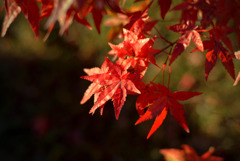 紅葉