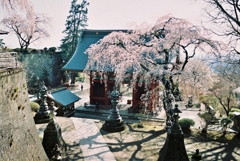 桜　妙義