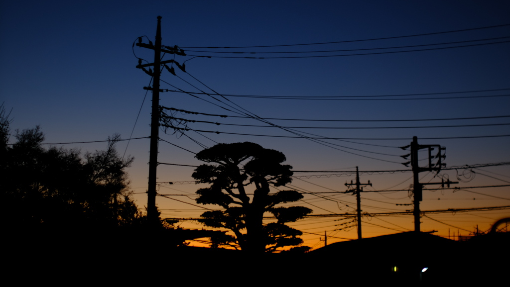 朝