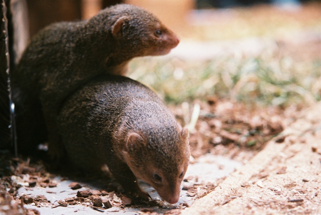 上野動物園