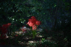 凛と咲く