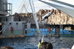 背面飛行
