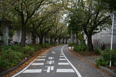 秋の通り道