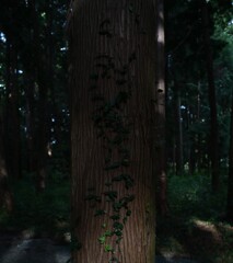 絡みつく