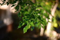 雨に濡れる