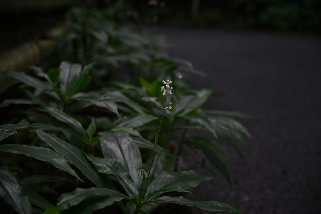 静かに咲く