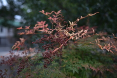 DSC_5345