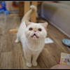 AB2U7844_photohito