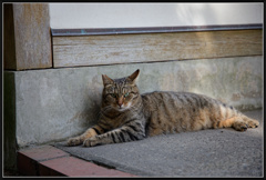 IMG_7421_photohito