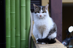子猫