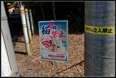 IMG_7370_photohito