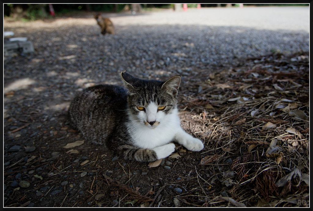 IMG_7415_photohito
