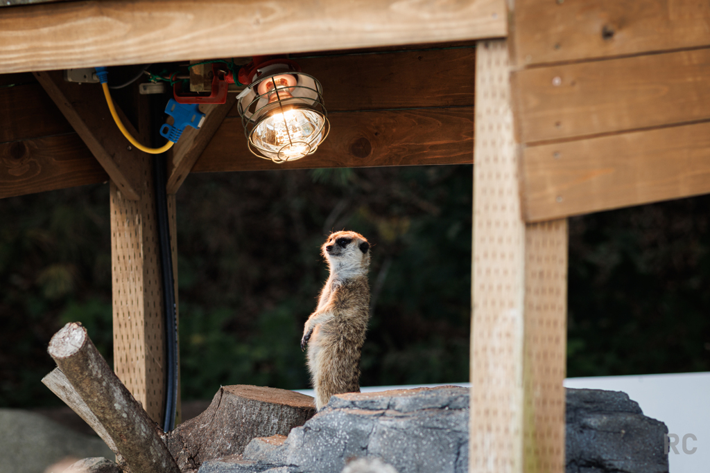 那須どうぶつ王国