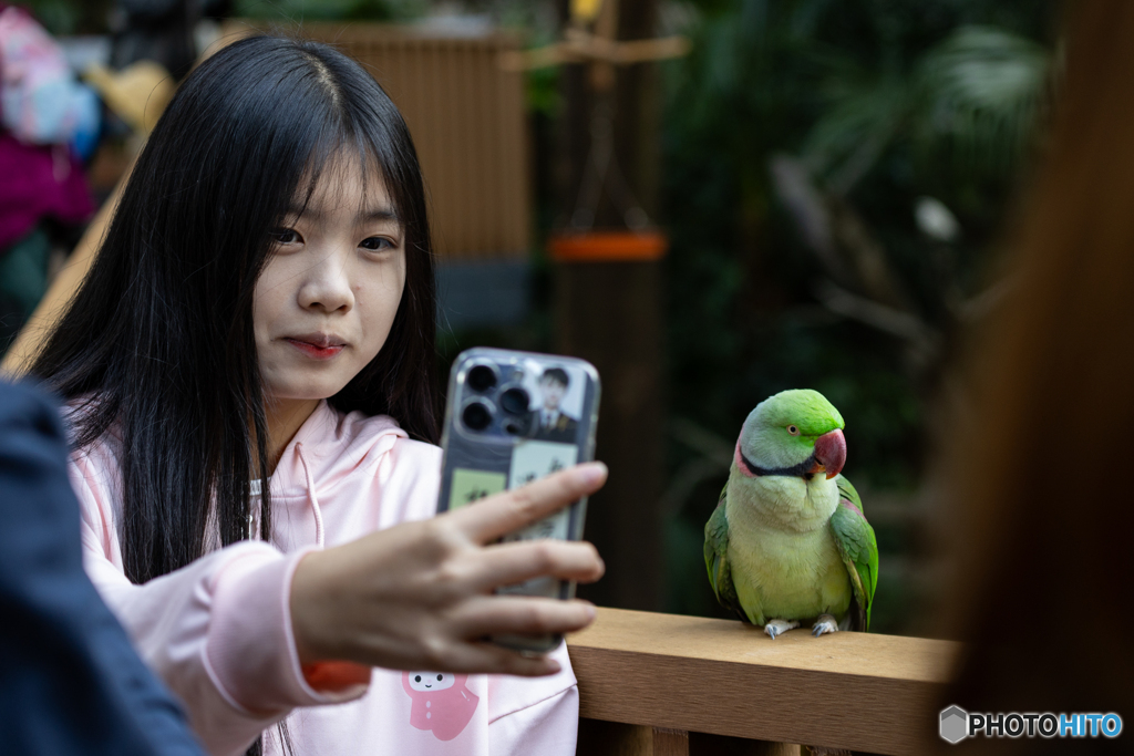 香港公園のオウム
