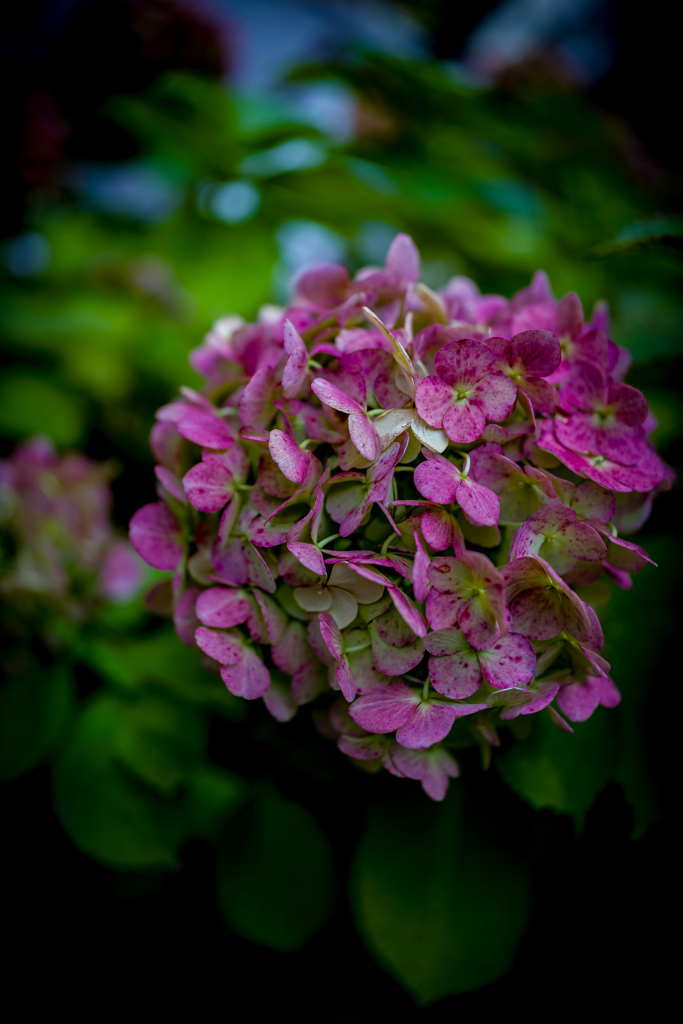 紫陽花 by ハル_Eighty_ （ID：13063951） - 写真共有サイト