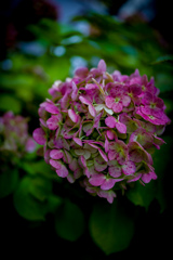 紫陽花