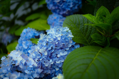 紫陽花