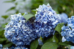 紫陽花