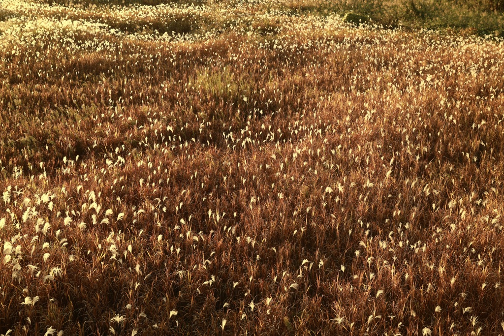 秋の夕景、日常、暮らし「組み写真5」