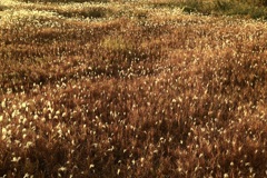 秋の夕景、日常、暮らし「組み写真5」