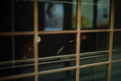 ノスタルジック京都