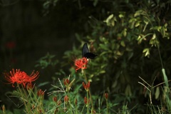 曼珠沙華に黒鳳蝶