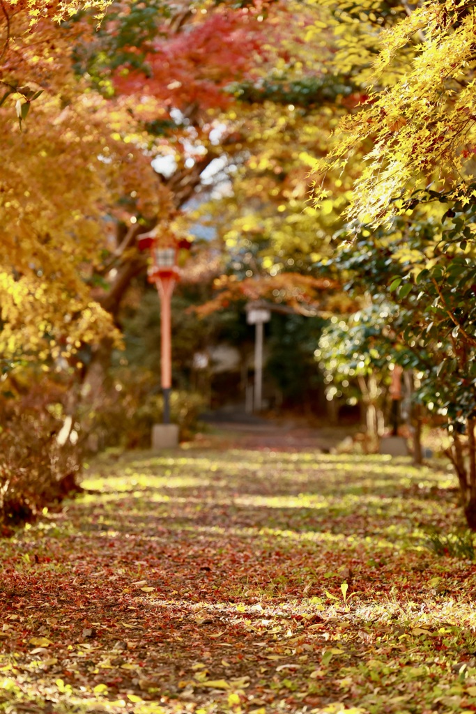 オレンジ色の町