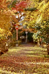 オレンジ色の町