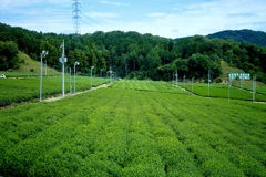 グリーンエンハンサー