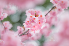 雨の日の桜