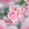 雨の日の桜