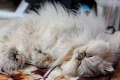 Zzz...